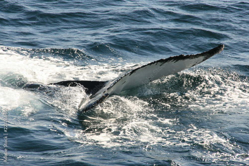 Obraz premium Whale's tail