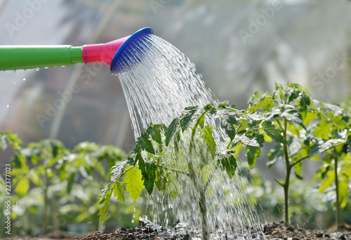 watering seedling tomato