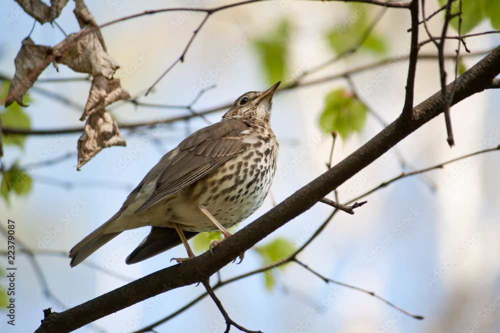 Female Blackbird perched high up in a tree Female Blackbird perched high up in a tree