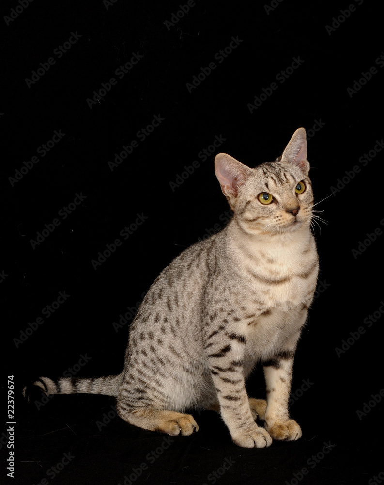 Obraz premium OCICAT.