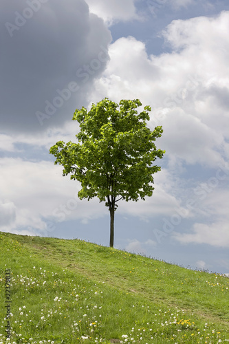 Zielone pole i samotne drzewo