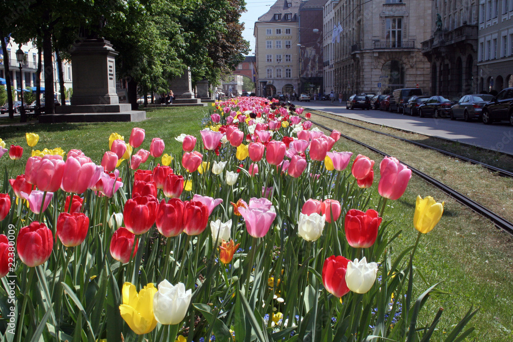 Obraz premium Tulips
