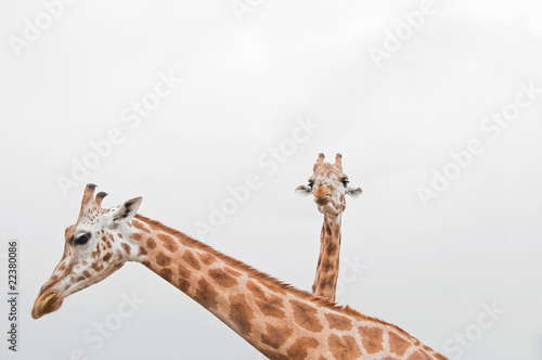 Photography Giraffes
