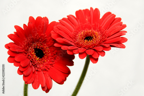 red gerbera