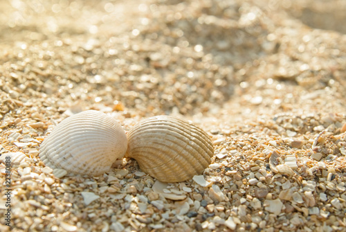 Two seashells kissing