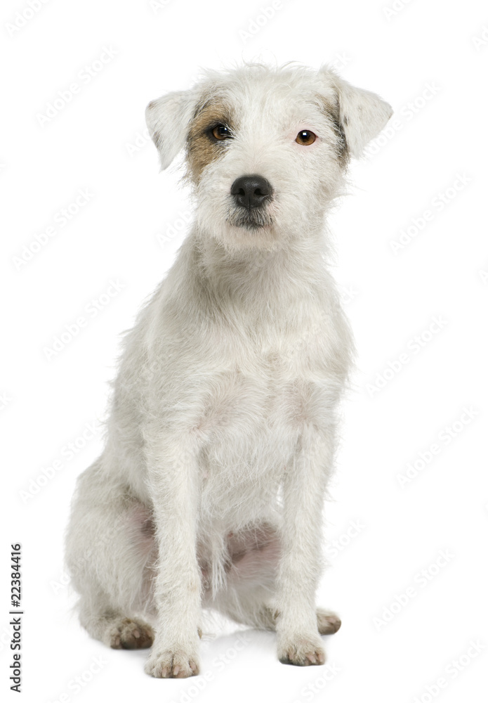 Parson Russell Terrier sitting in front of white background Parson Russell Terrier sitting in front of white background