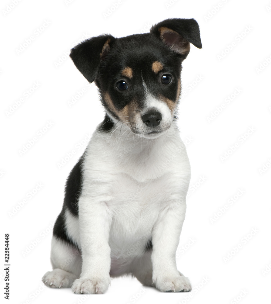 Jack Russell Terrier puppy, 2 months old, sitting in front of wh