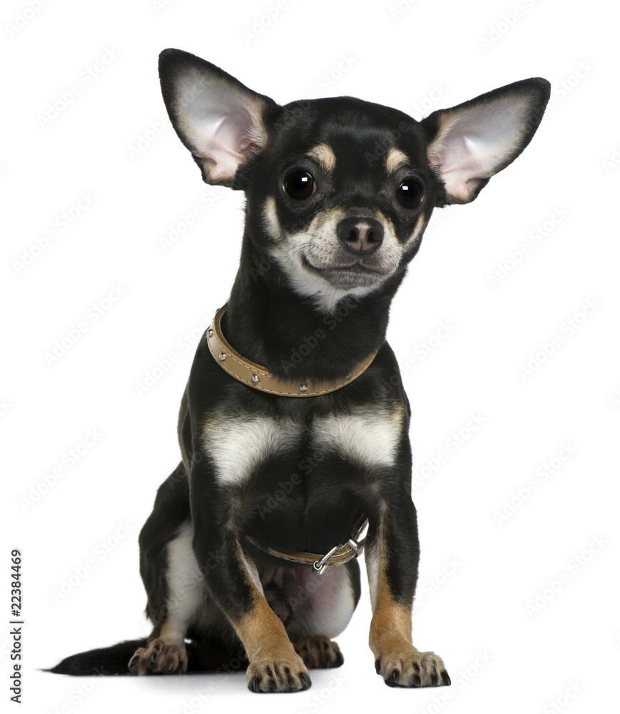 Chihuahua wearing collar, 1 year old, sitting in front of white