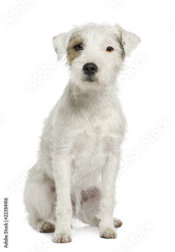 Parson Russell Terrier sitting in front of white background