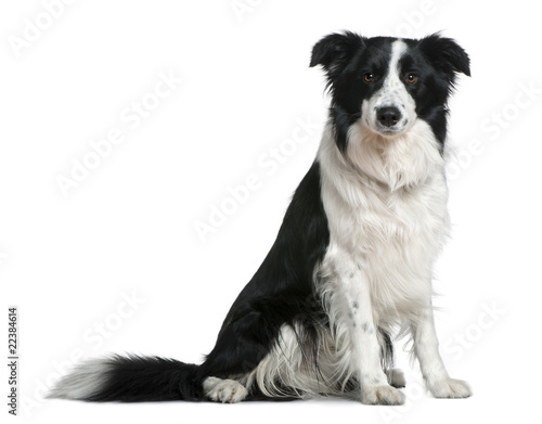 Border Collie, 15 months old, sitting © Eric Isselée