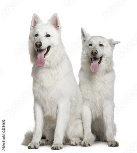 Two Swiss Shepherd dogs, 2 and 3 years old, sitting