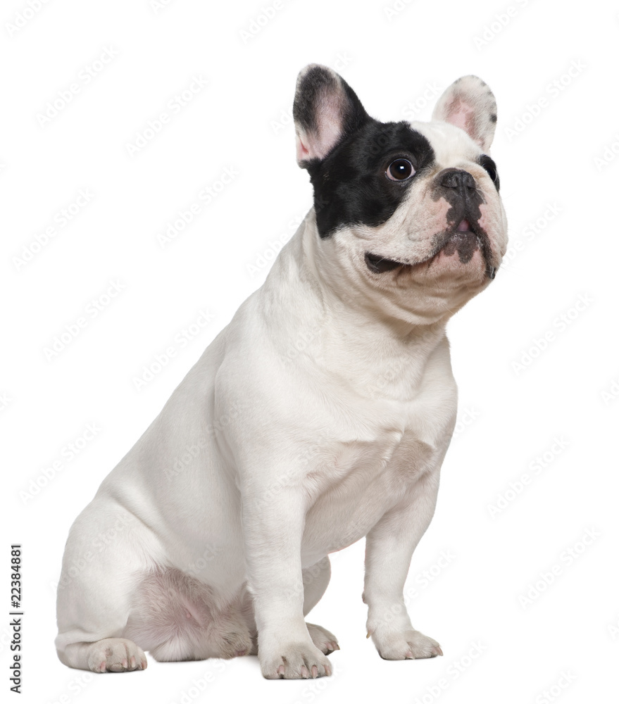 French bulldog sitting on table, 1 and a half years old