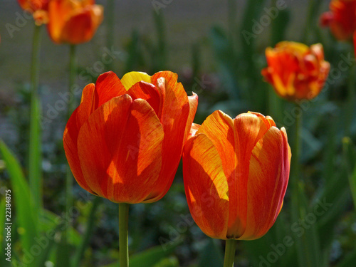Tulpen photo