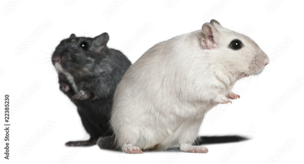 Obraz premium Two Gerbils, 2 years old, in front of white background