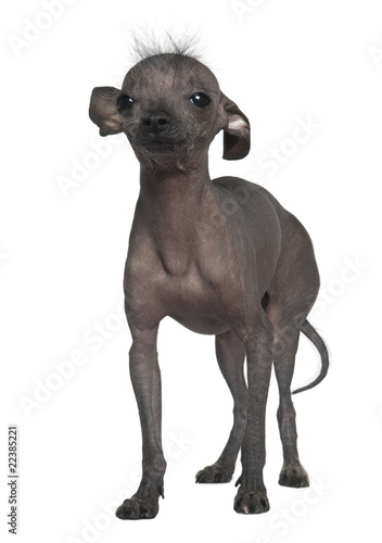 Chinese hairless crested dog  5 years old  standing in front of