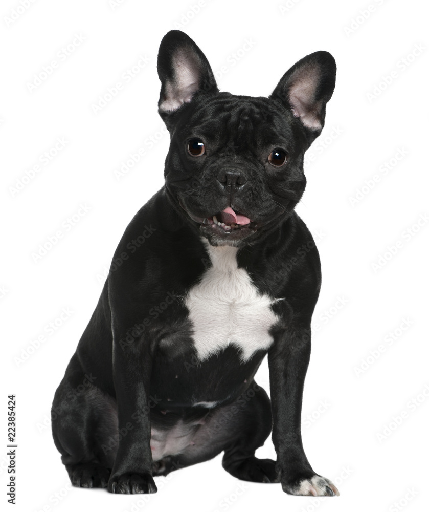 French Bulldog, 2 Years old