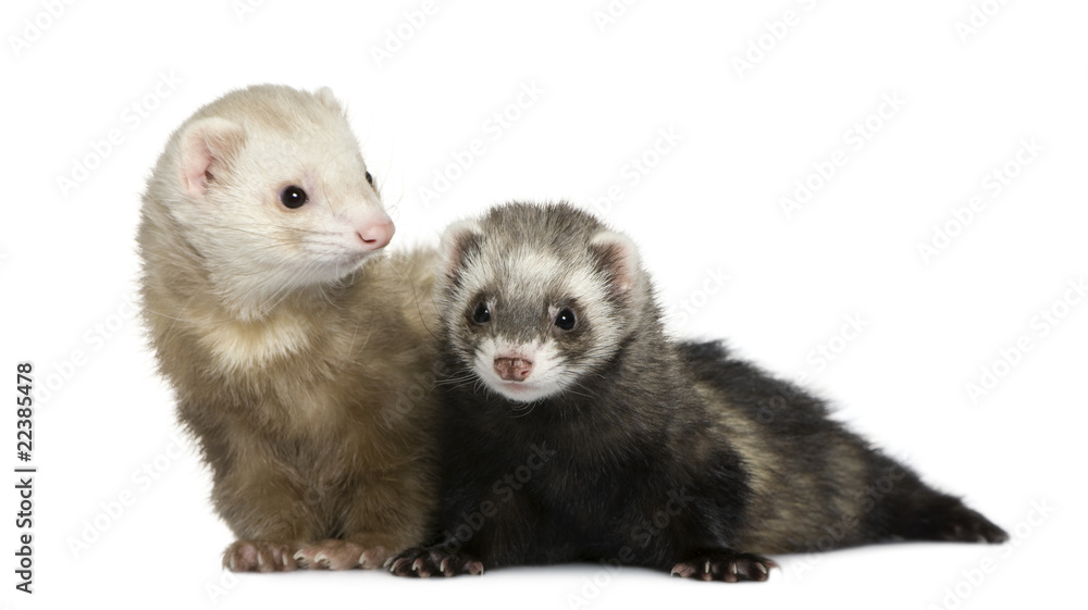 Two ferrets, 1 year old and 18 months old Two ferrets, 1 year old and 18 months old