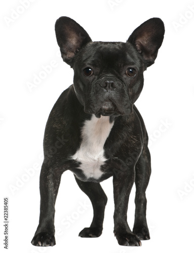 French bulldog, 1 and a half years old © Eric Isselée