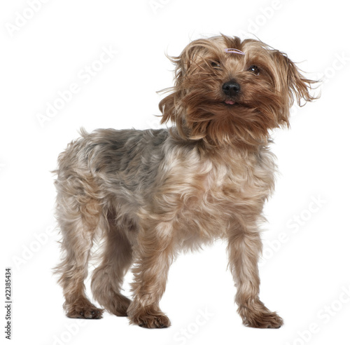 Yorkshire terrier, 4 years old © Eric Isselée