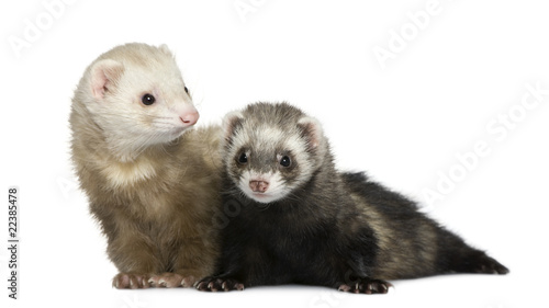 Two ferrets, 1 year old and 18 months old