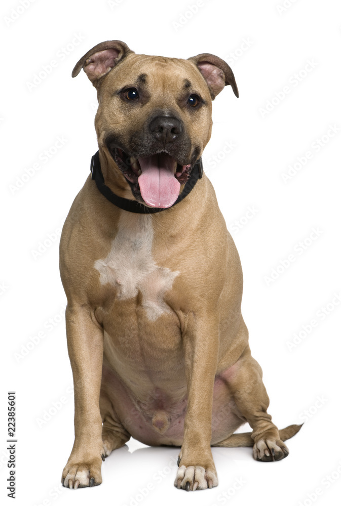American Staffordshire terrier, 6 years old