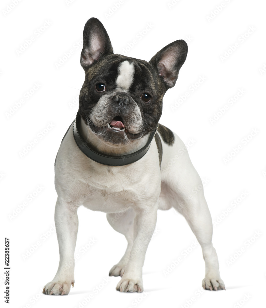 French bulldog, 15 months old
