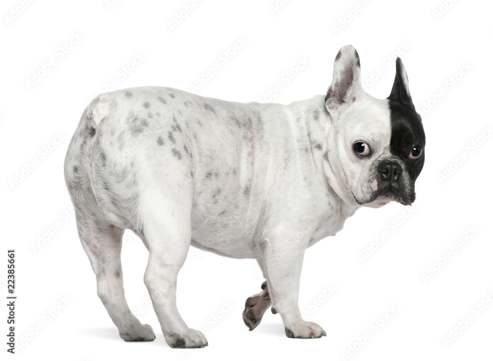 Fototapeta premium French bulldog, 8 years old