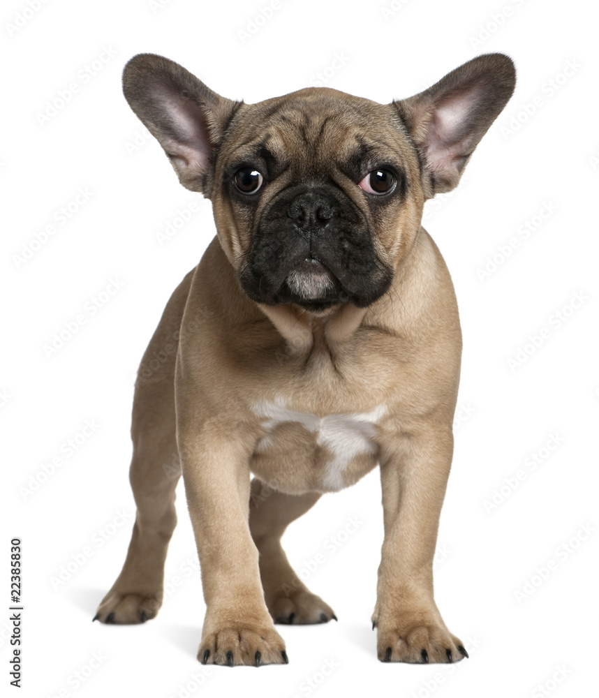 French bulldog puppy, 4 months old