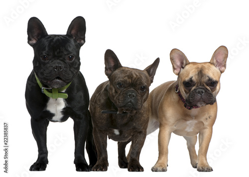 Three French bulldogs  8 months  23 months  and 2 and a half yea