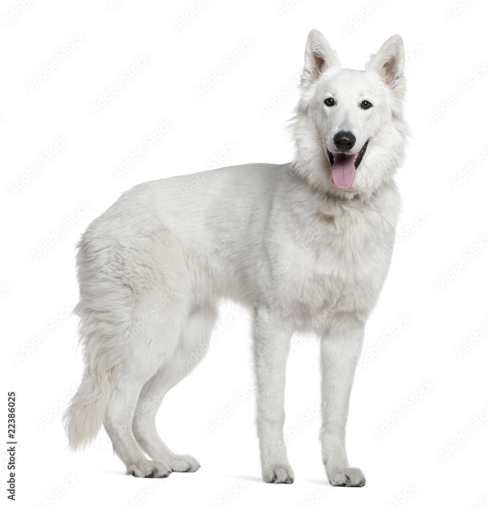 Swiss Shepherd Dog, 1 year old Swiss Shepherd Dog, 1 year old