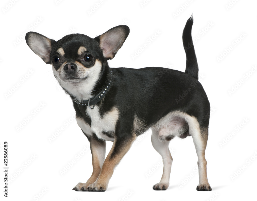Chihuahua, 18 months old, standing in front of white background Chihuahua, 18 months old, standing in front of white background