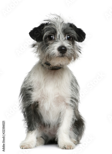 Fototapeta Mixed-breed dog, 6 months old