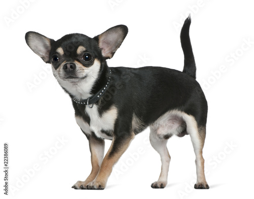 Chihuahua, 18 months old, standing in front of white background