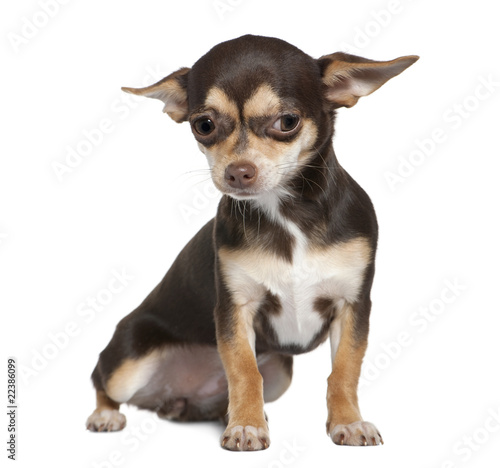 Chihuahua, 8 months old, sitting in front of white background