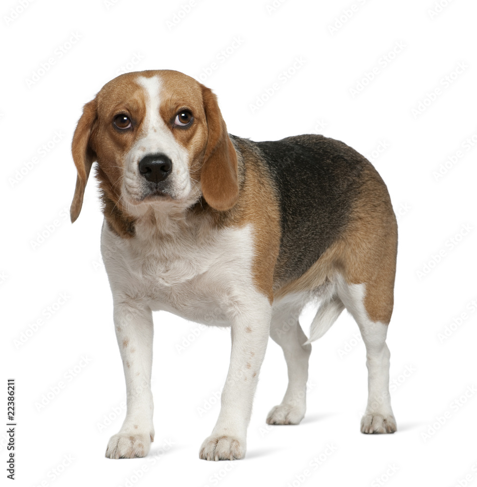 Beagle, 3 years old, standing in front of white background