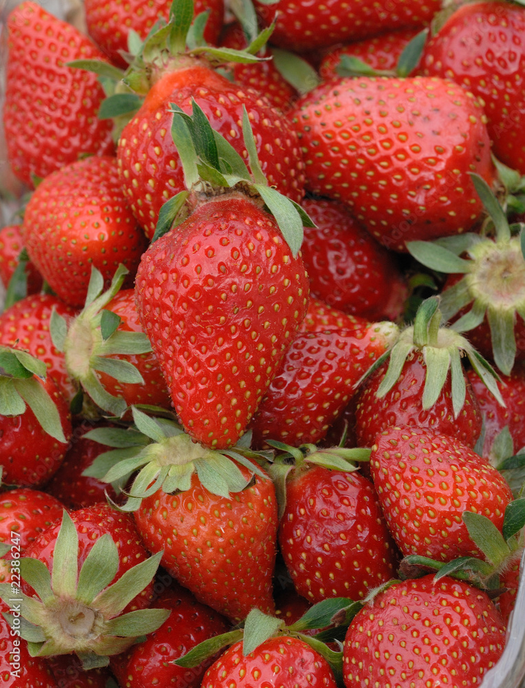 fraises fraises