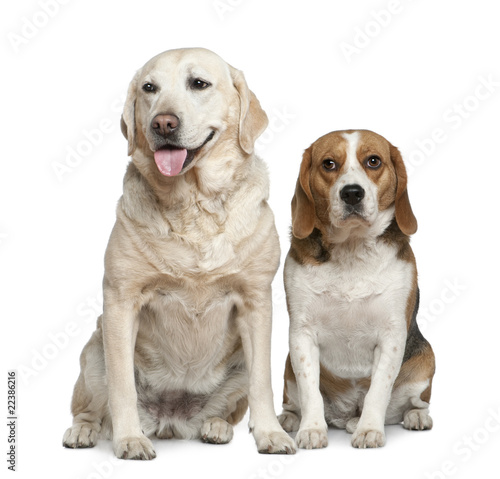 Labrador retriever and Beagle, 5 years old and 3 years old