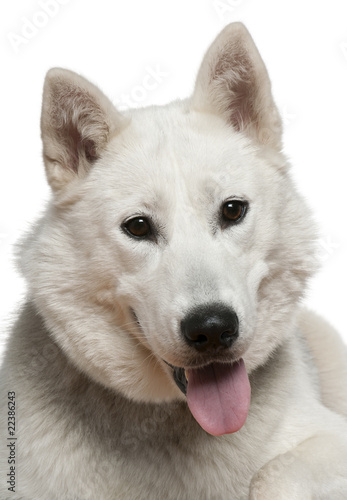 Siberian husky, 1 year old, in front of white background