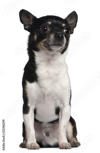 Chihuahua, 6 years old, sitting in front of white background