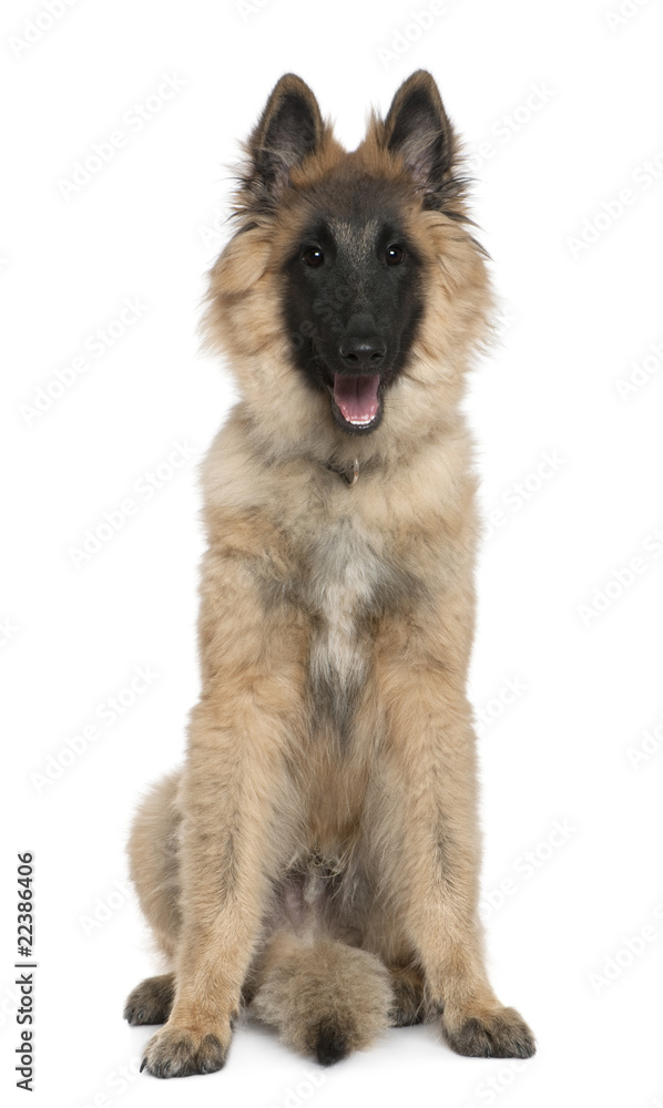 Belgian shepherd, Tervuren, 5 months old Belgian shepherd, Tervuren, 5 months old