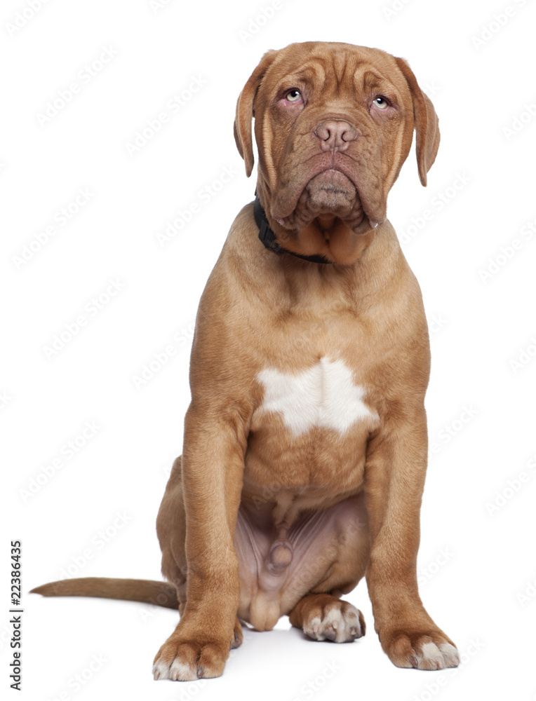 Dogue de Bordeaux, 5 months old