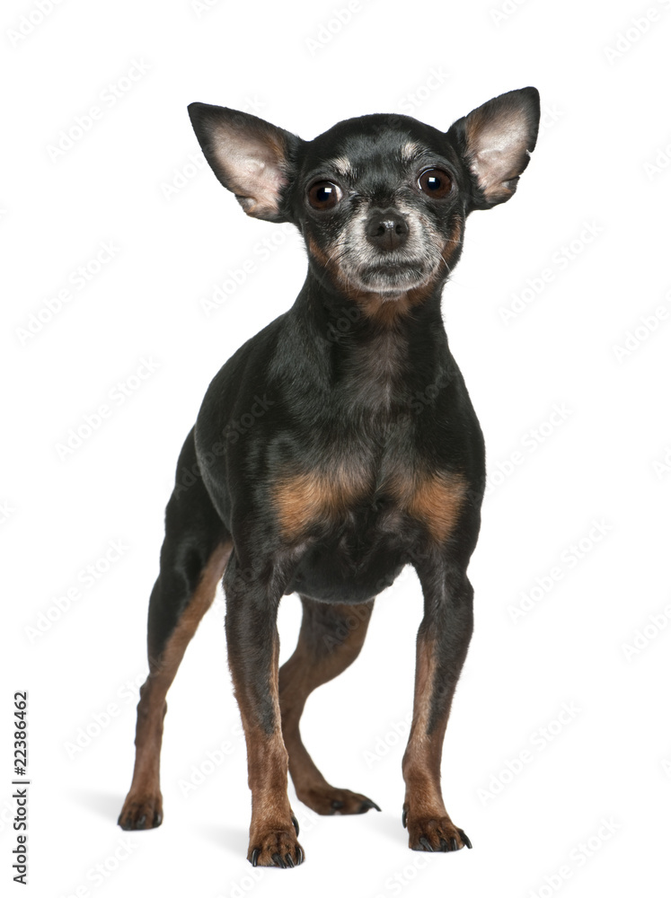 Miniature Pinscher, 7 years old Miniature Pinscher, 7 years old
