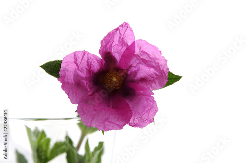 Ciste à fleur pourpre