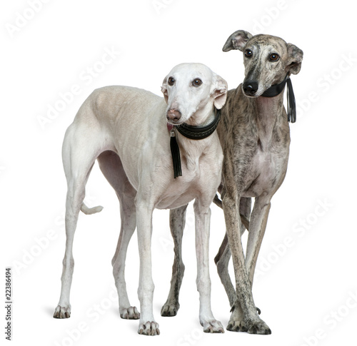 Two Galgo espanol dogs, 8 and 7 years old