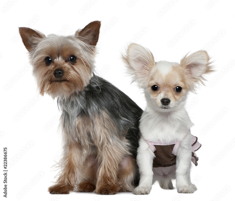 Chihuahua puppy and Yorkshire terrier, 4 months and 1 year old