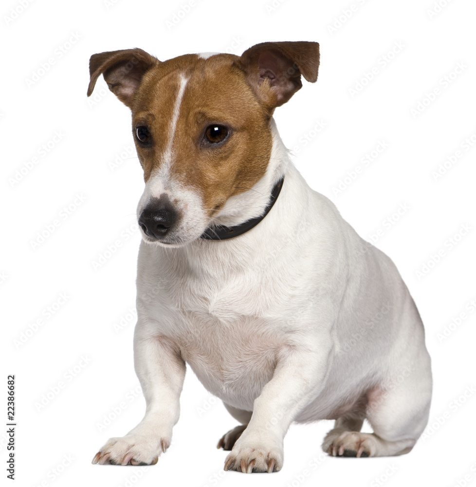 Jack Russell terrier, 3 years old