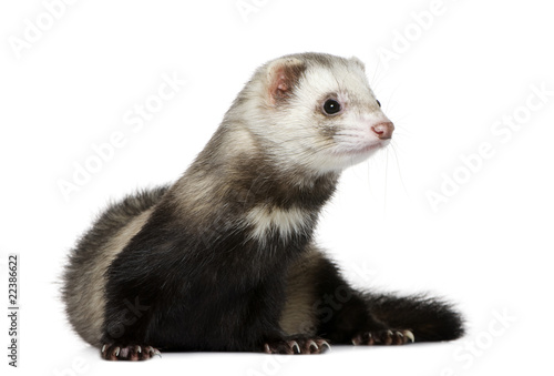 Ferret, 1 year old, in front of white background