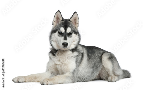 Siberian husky  6 months old  lying in front of white background