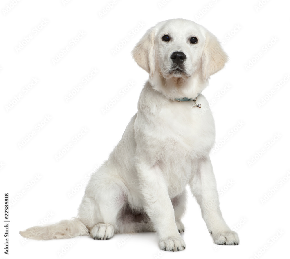 Golden Retriever puppy, 5 months old Golden Retriever puppy, 5 months old