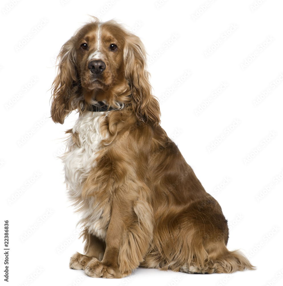 English Cocker Spaniel, 2 and a half years old